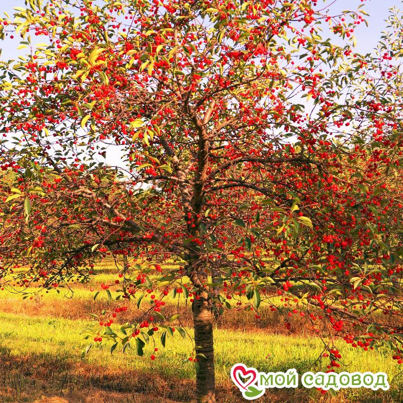 Вишня Осенняя