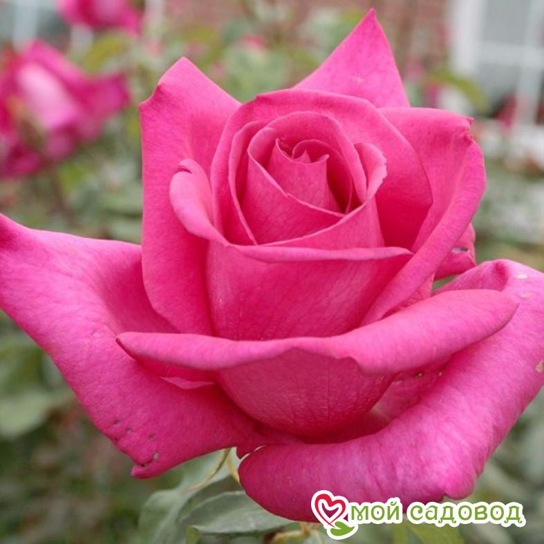 Роза Мальвина