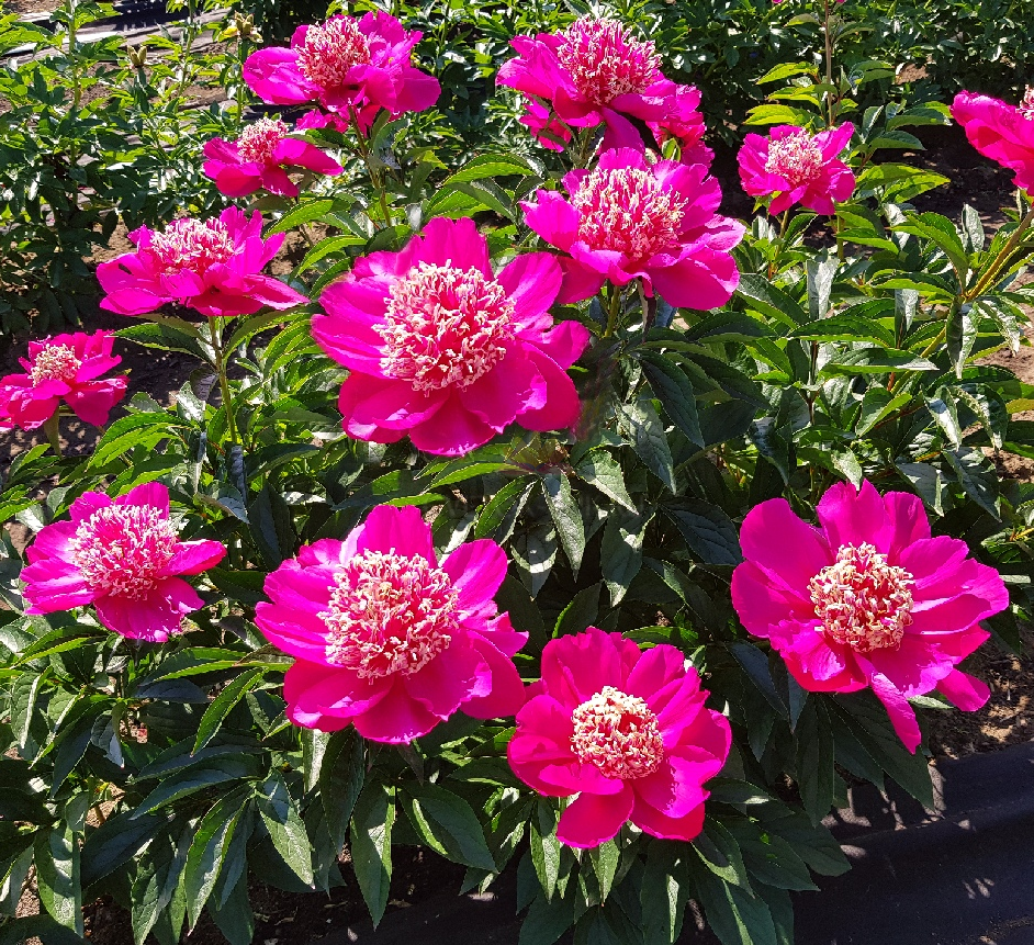 Пион Баррингтон Бель